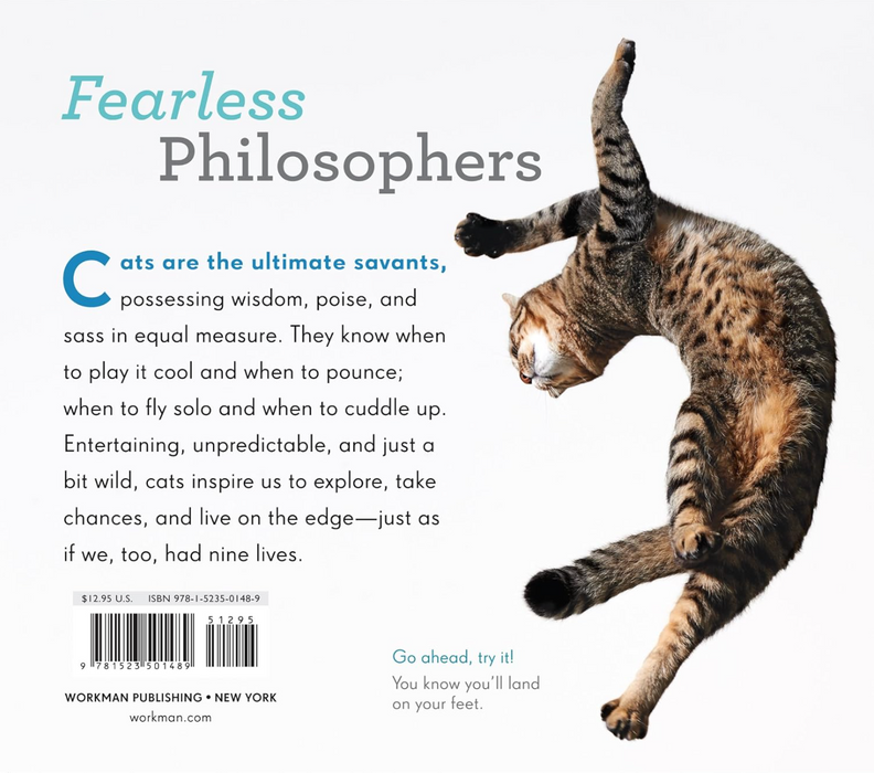Really Important Stuff My Cat Has Taught Me  Copeland