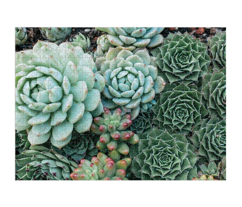 Puzzle 500pc Succulent Garden