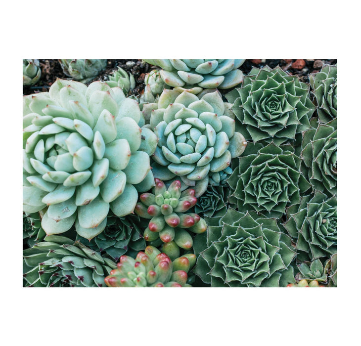 Puzzle 500pc Succulent Garden